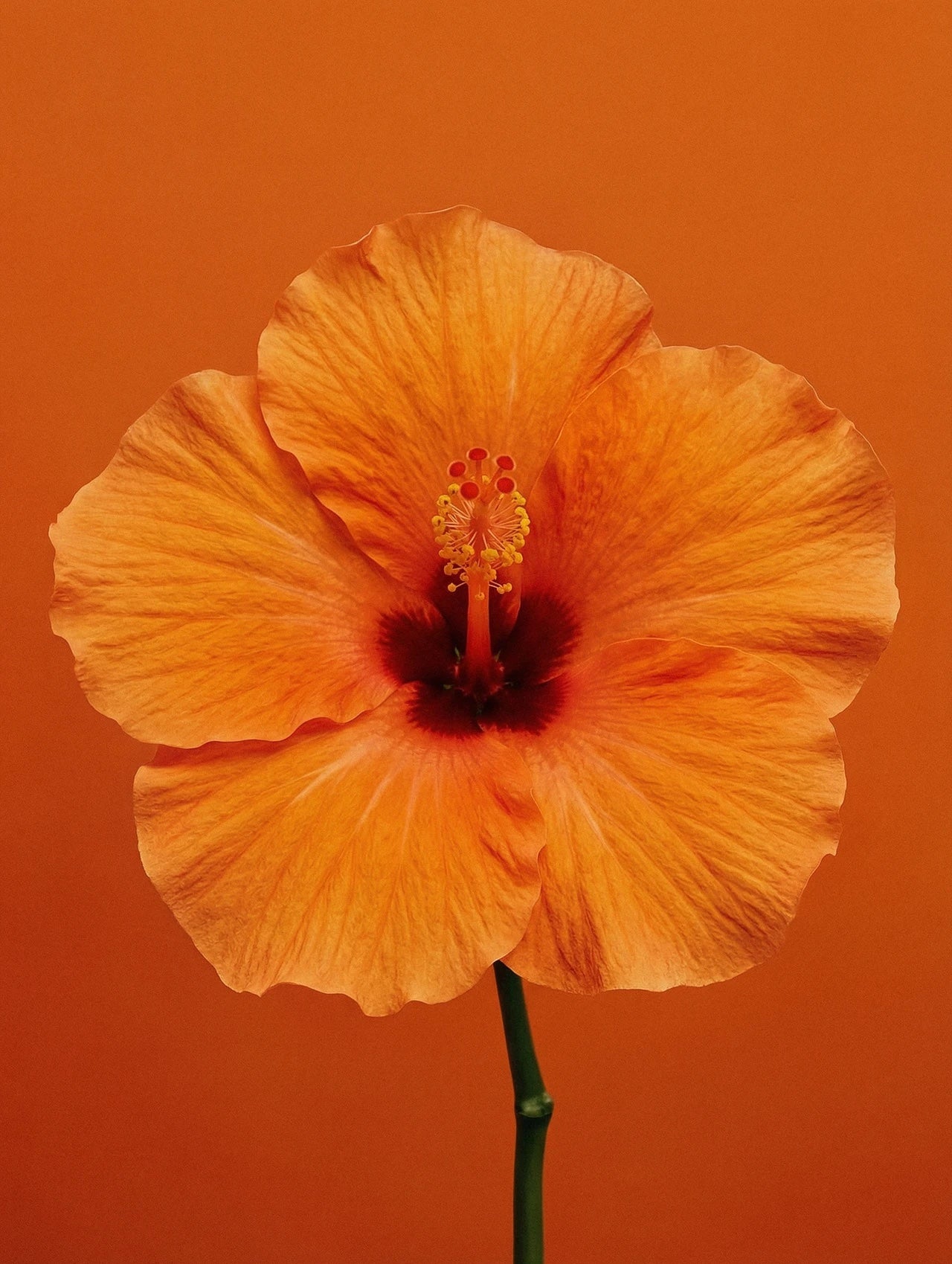 Orange hibiscus in bloom