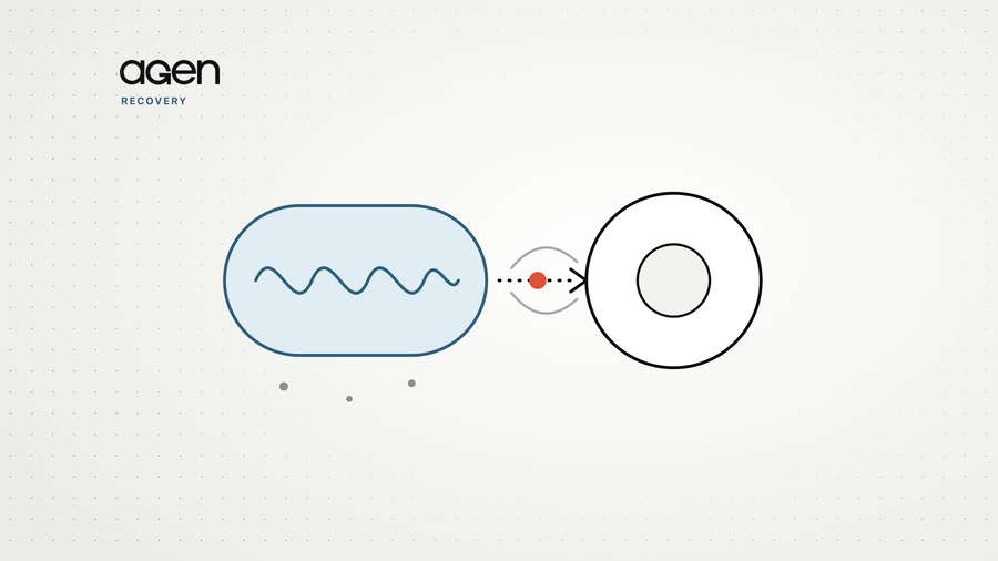 Diagram of a mitochondrion sending a signal, marked by a coral dot, to a cell nucleus.