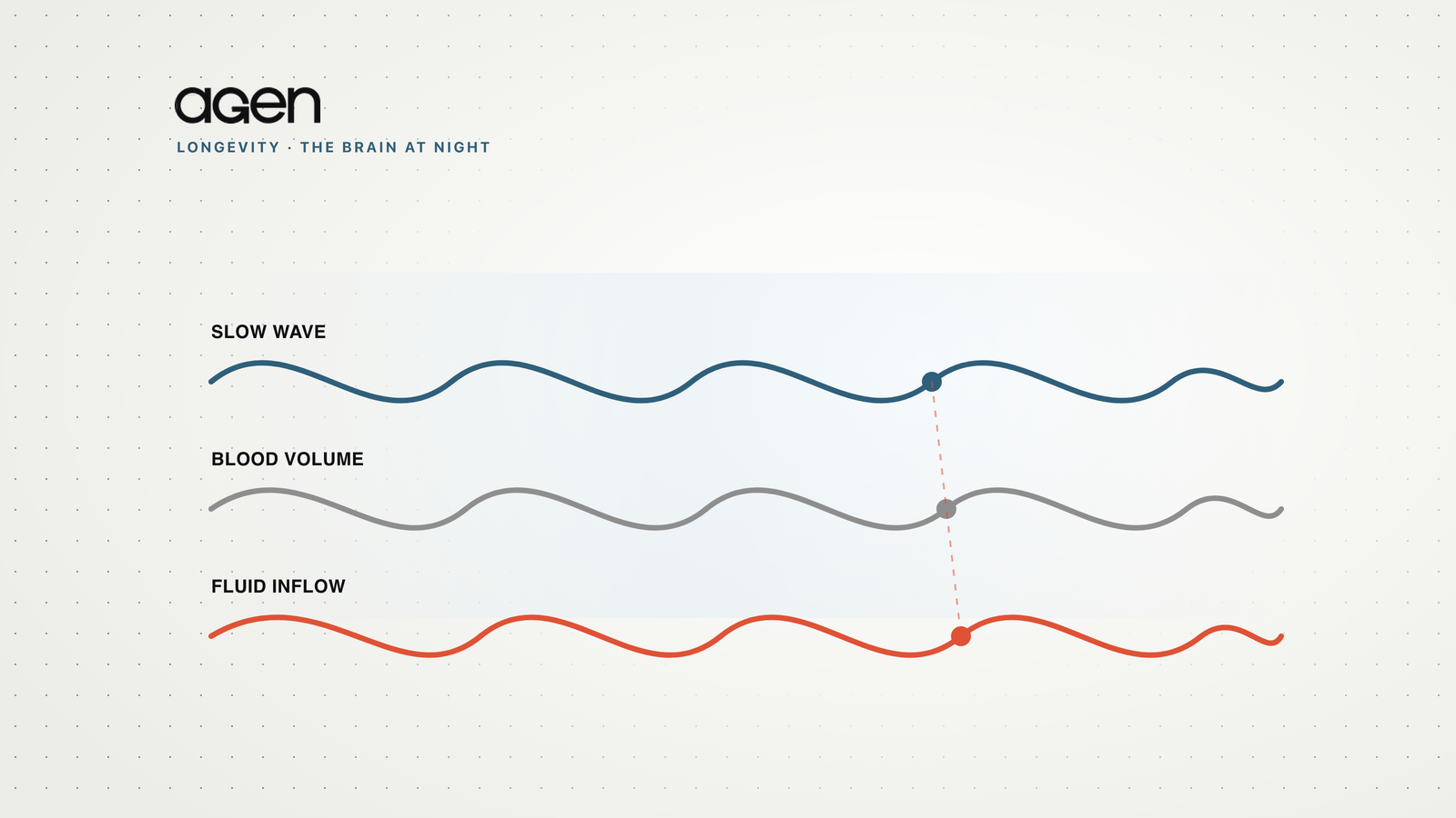 Three stacked wave traces — a slow wave, a blood-volume dip and a pulse of fluid — offset in time, on an Agen cream background