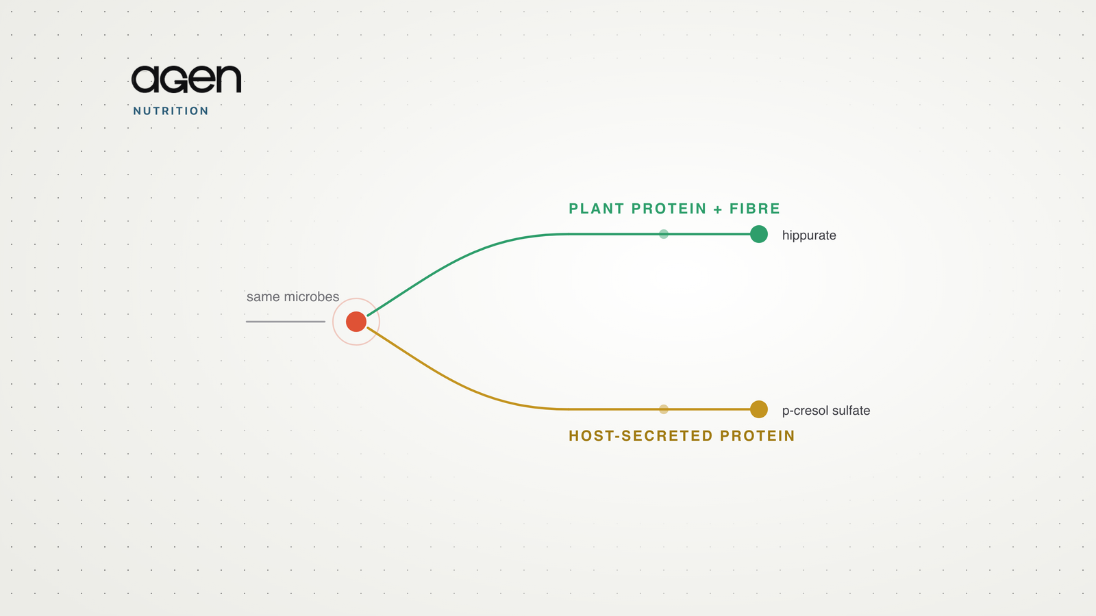 A diagram forking from one node into two routes: plant protein plus fibre leading to hippurate, and host-secreted protein leading to p-cresol sulfate.