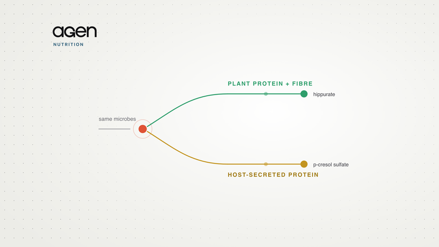 A diagram forking from one node into two routes: plant protein plus fibre leading to hippurate, and host-secreted protein leading to p-cresol sulfate.