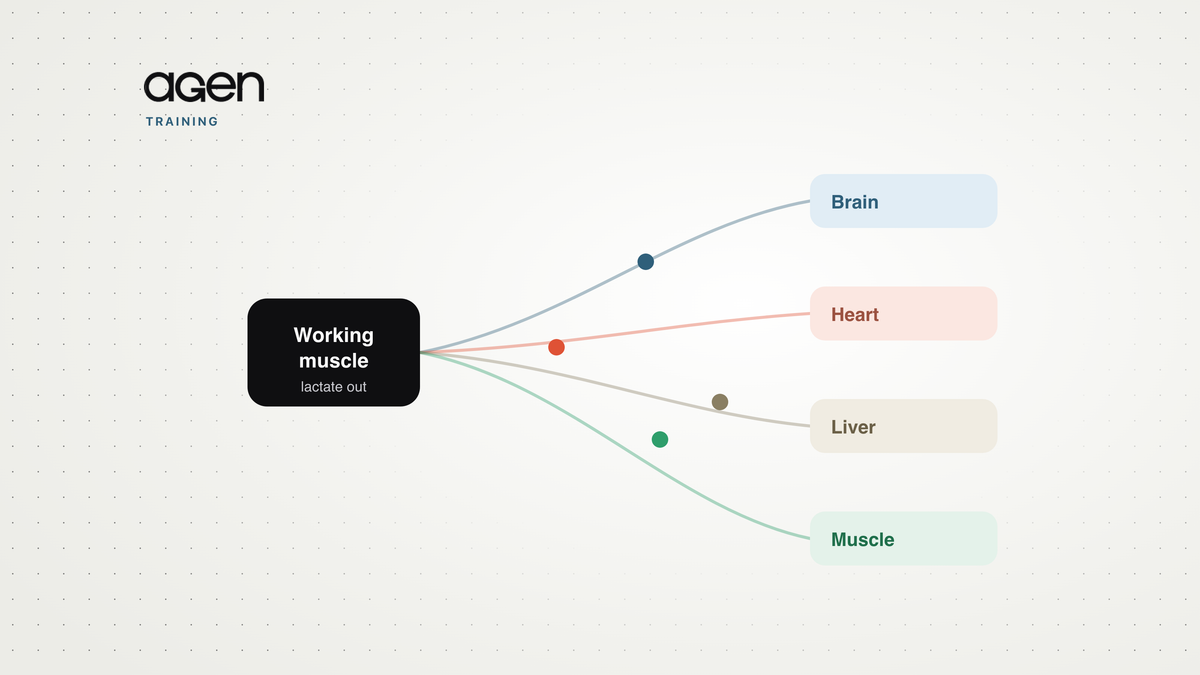 Diagram: lactate leaving a working muscle and travelling to the brain, heart, liver and other muscle fibres.