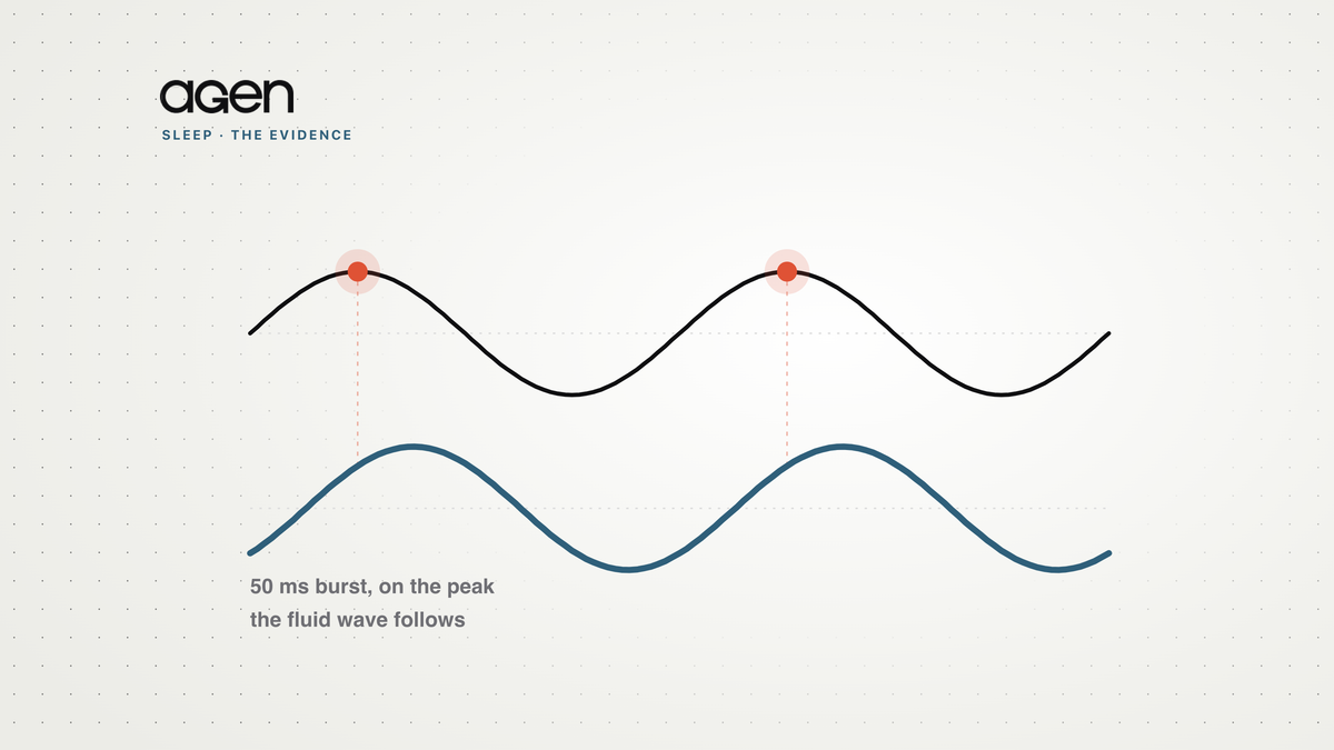 A brain slow wave with a coral burst marked on its peak, and a larger fluid wave following beneath it.