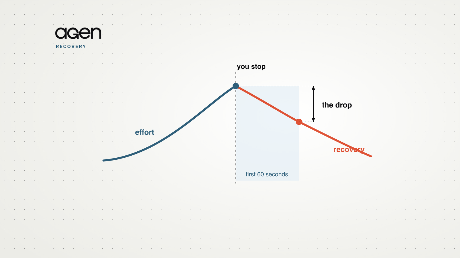 A heart-rate curve rising during effort, then dropping in the first sixty seconds after you stop — the shape of heart rate recovery.
