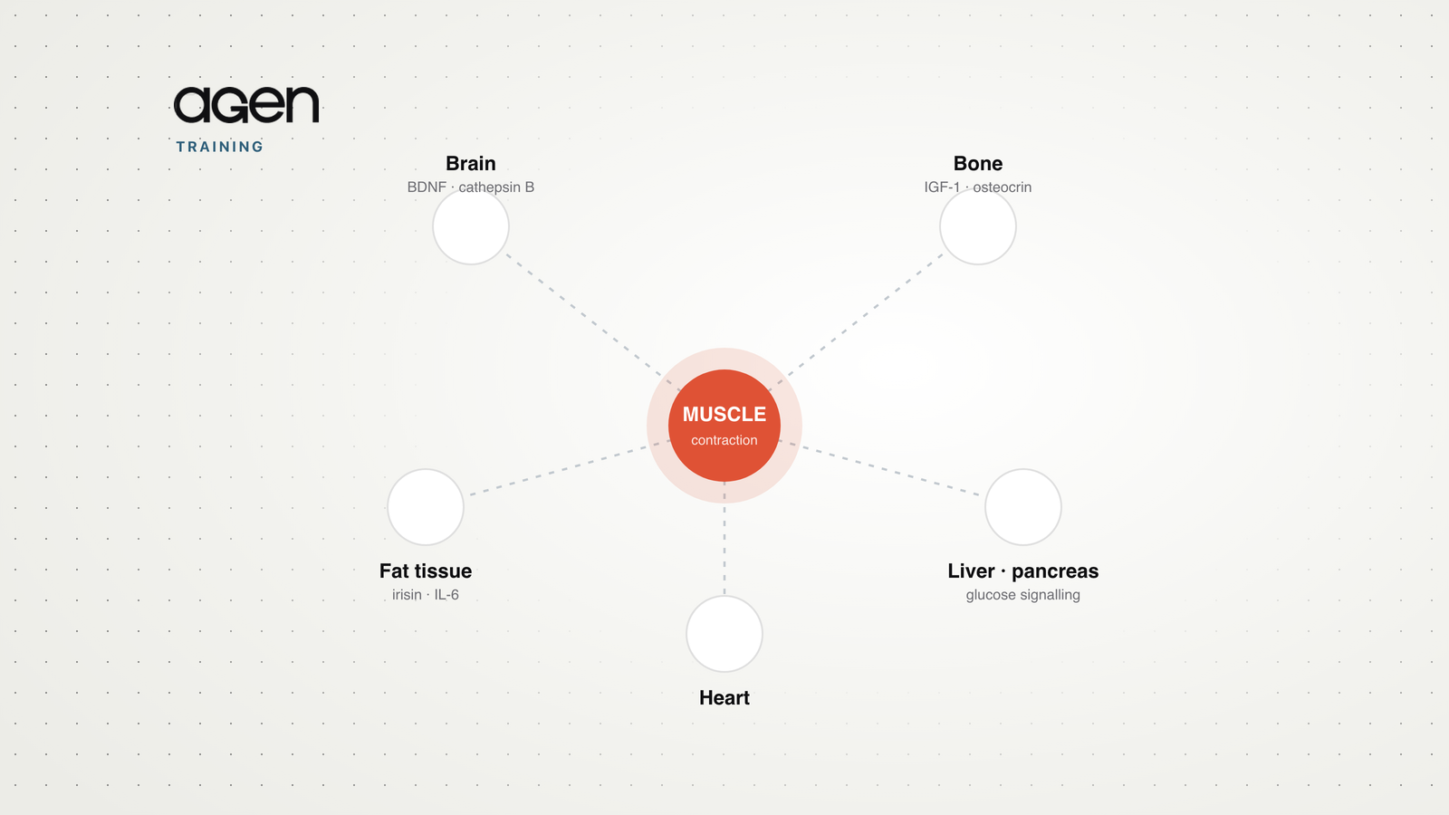 A diagram of a contracting muscle releasing myokine signals to the brain, bone, fat tissue, liver, pancreas and heart.