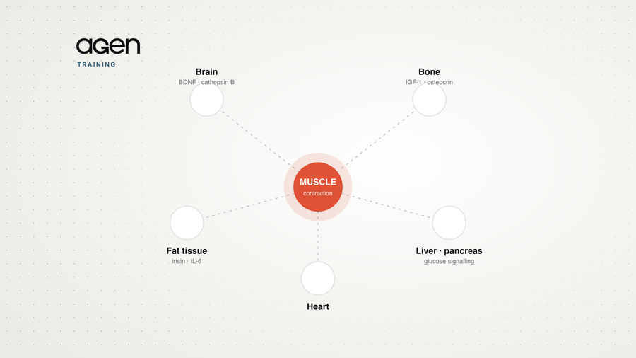 A diagram of a contracting muscle releasing myokine signals to the brain, bone, fat tissue, liver, pancreas and heart.
