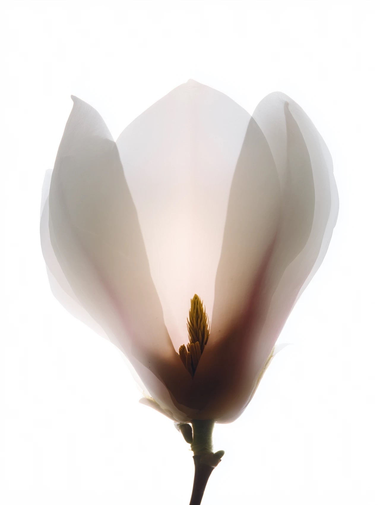 A magnolia bloom in dim, grey light