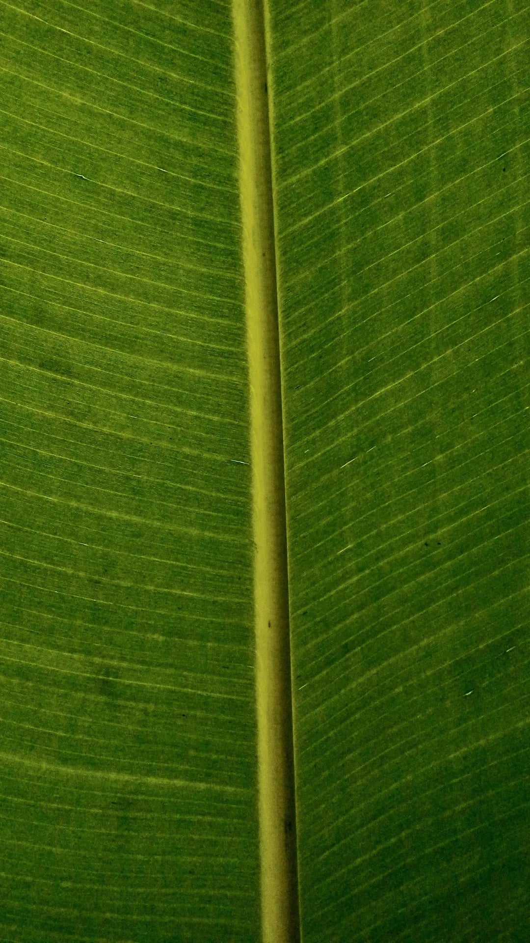 Backlit green leaf, veins in detail